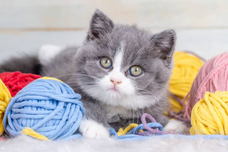 Photo British Shorthair