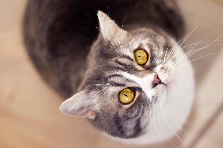 Un British Shorthair aux yeux jaunes