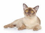 Photo Burmese Anglais
