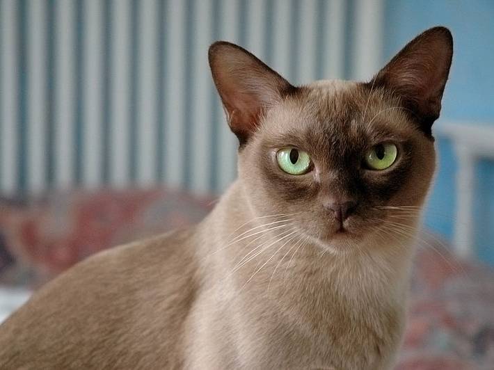Le Burmese - Burmese Anglais