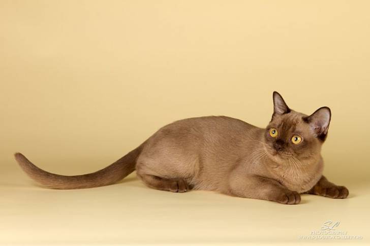Le Burmese - Burmese Anglais