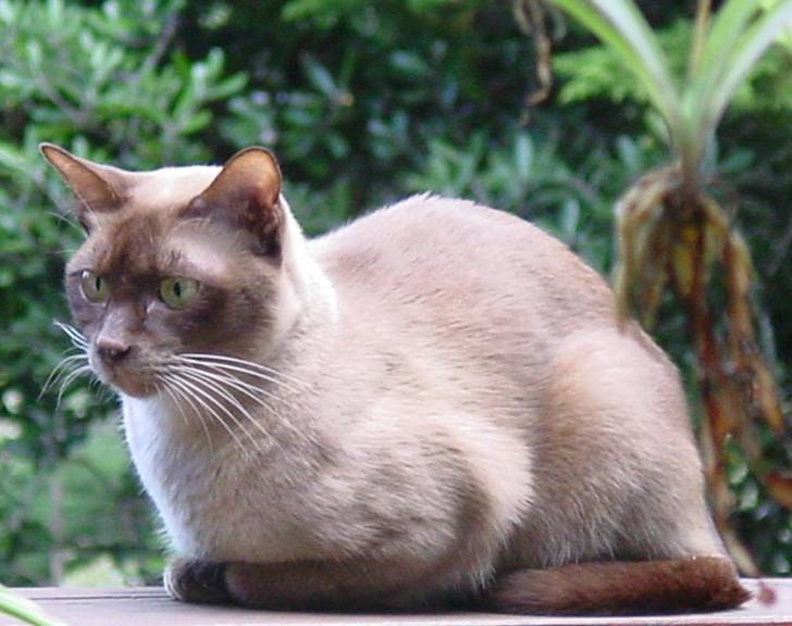 Le Burmese - Burmese Anglais