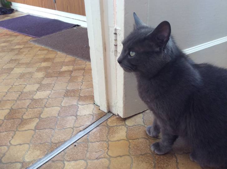 Molly - Burmese Anglais (6 ans)