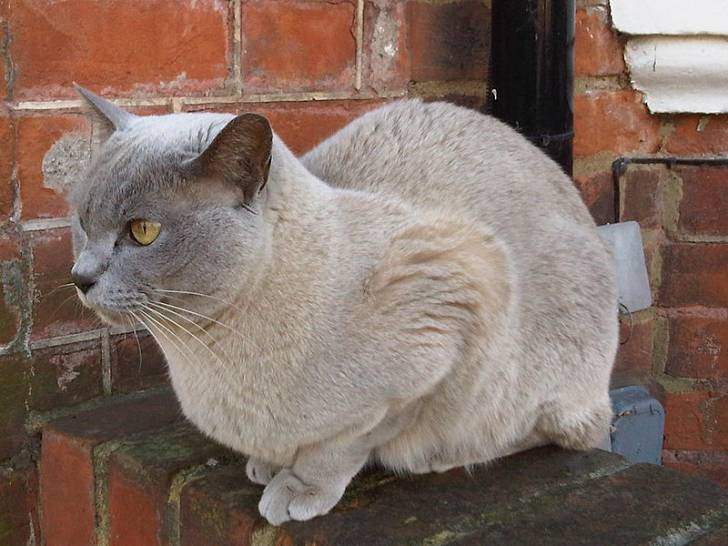 Burmese - Burmese Anglais