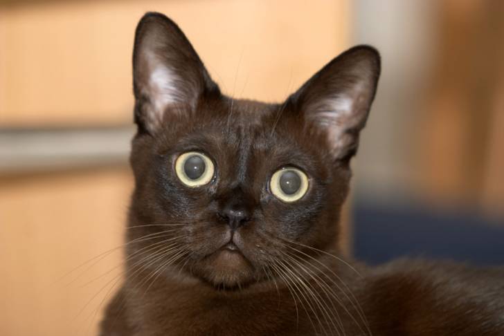 Pipelette - Burmese Anglais