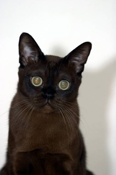 Pipelette - Burmese Anglais