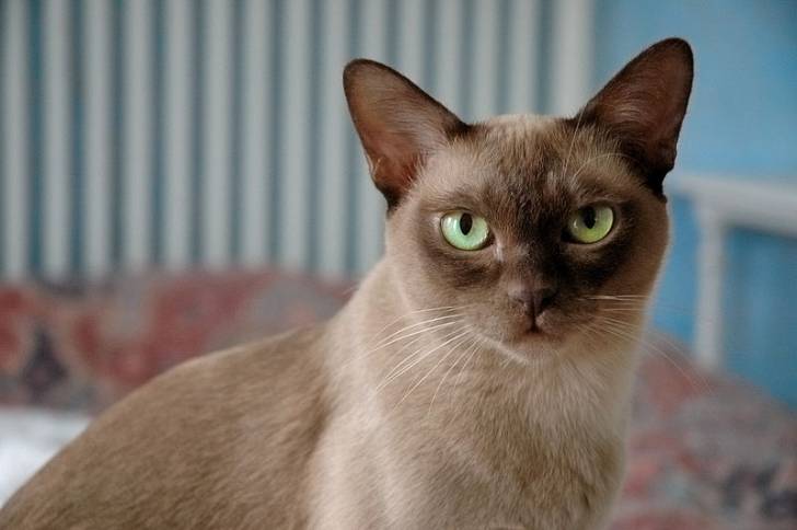Felicia - Burmese Anglais
