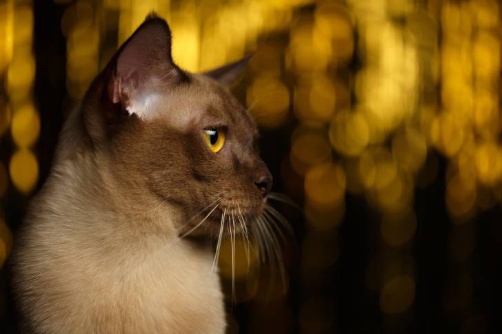 Photo Burmese Anglais