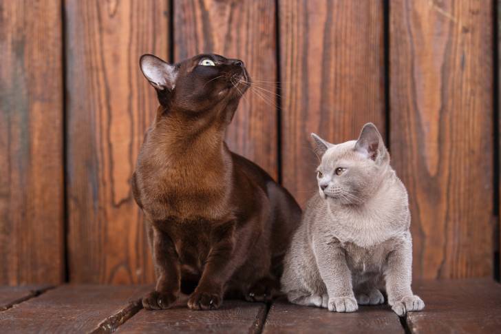 Photo Burmese Anglais