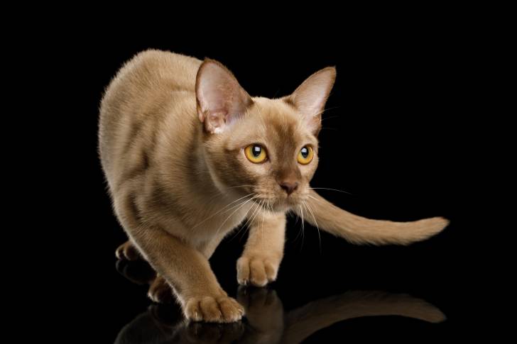 Photo Burmese Anglais