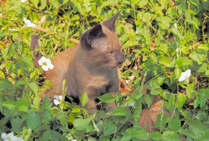 Photo Burmese Anglais