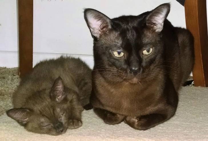 Thai Burmese - Burmese Anglais