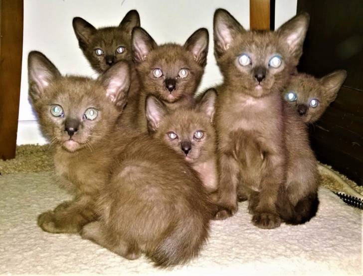 Thai Burmese - Burmese Anglais