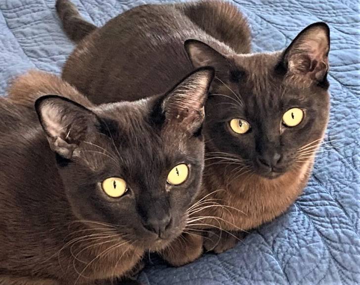 Thai Burmese - Burmese Anglais