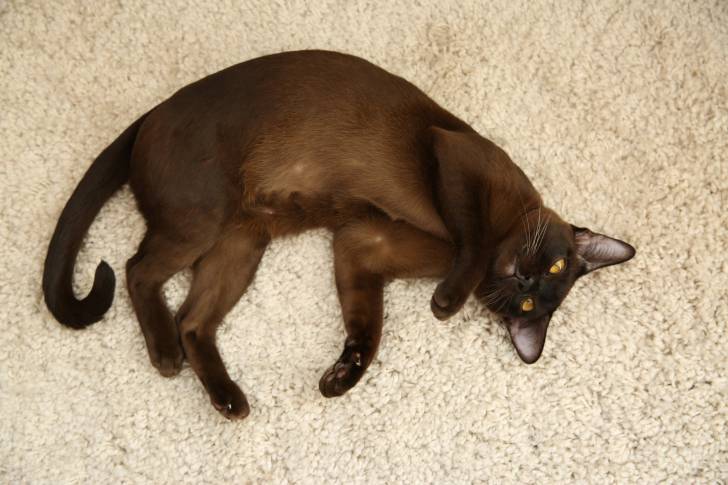 Un Burmese allongé sur la moquette