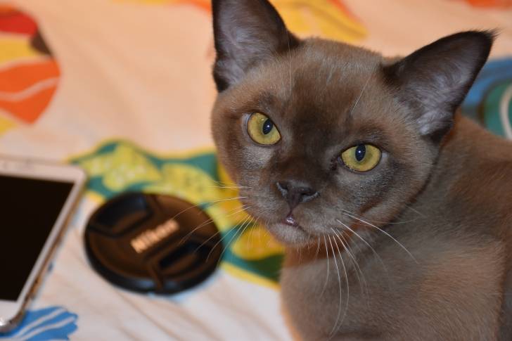 Photo Burmese Anglais