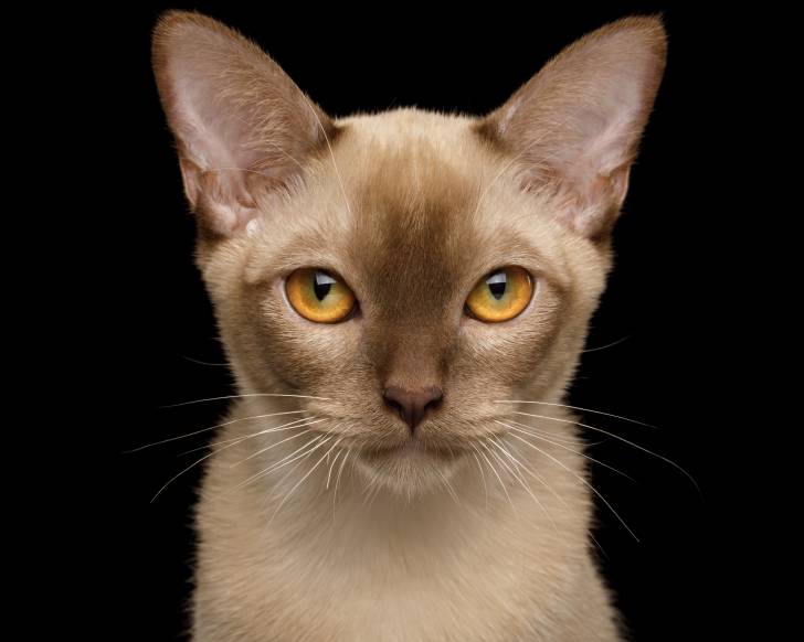 Photo Burmese Anglais