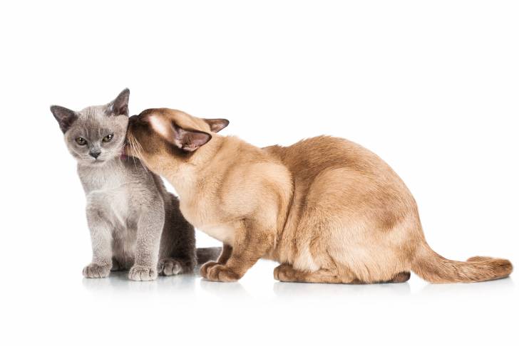 Un Burmese Anglais lèche un chat dans le cou