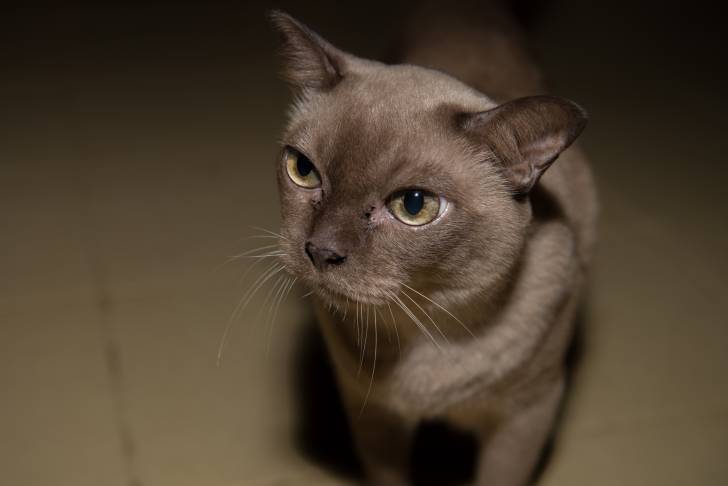 Photo Burmese Anglais