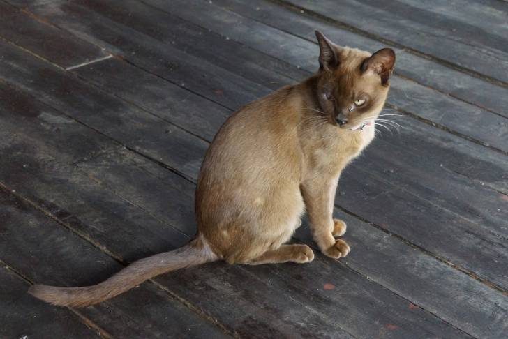 Photo Burmese Anglais
