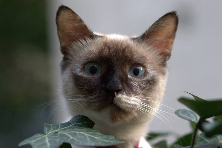 Photo Burmese Anglais