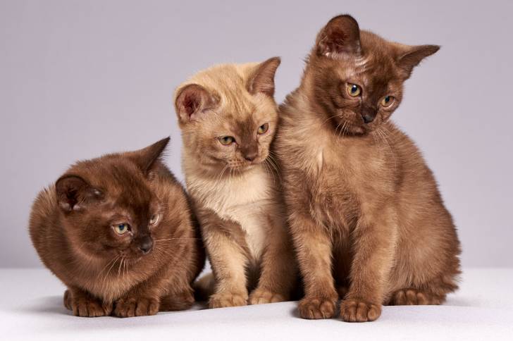 Photo Burmese Anglais