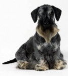 cockie - Terrier Tchèque Mâle (1 mois)