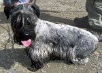 Photo Terrier Tchèque
