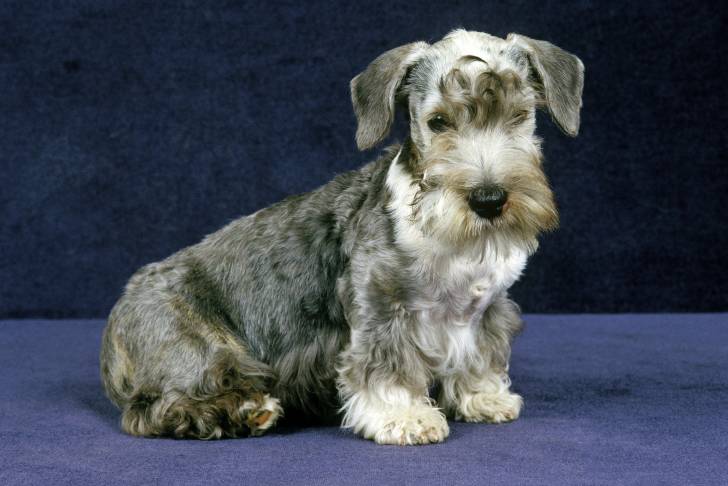 Photo Terrier Tchèque