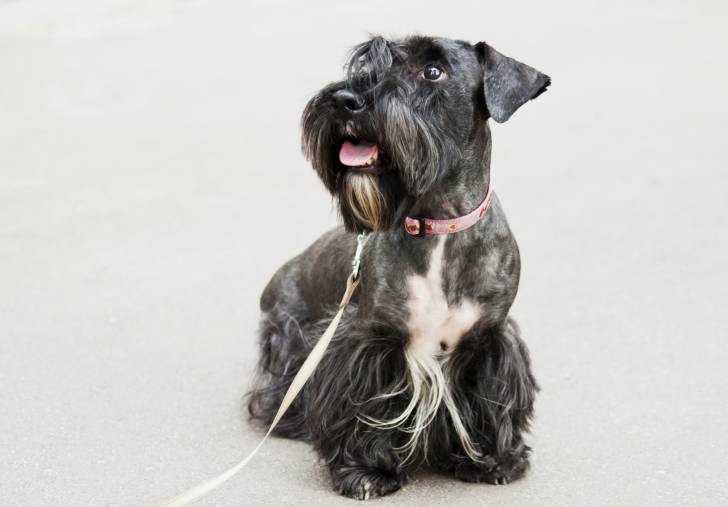 Photo Terrier Tchèque