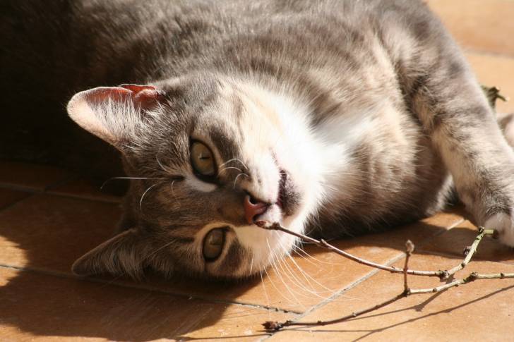 Mon chat au soleil !!! - Européen (7 ans)