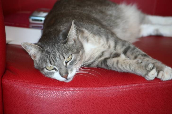 Miaou !!! - Européen (7 ans)