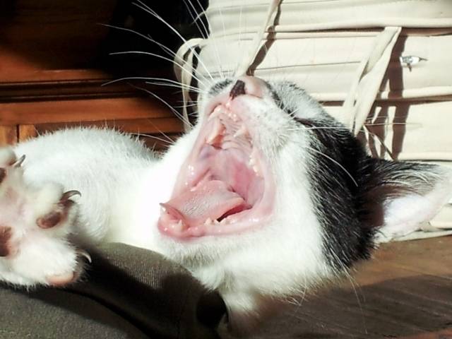 happy - Européen Mâle (10 mois)
