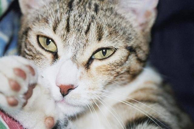 chat-européen-SIRGA - Européen