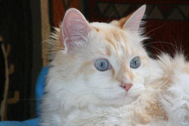 angora, siamois, européen - Européen