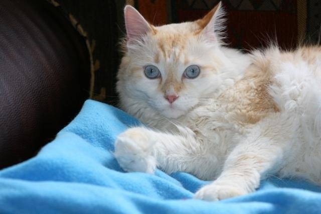angora, siamois, européen - Européen