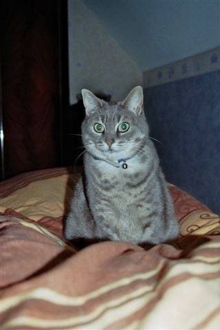 Nina, chat européen - Européen