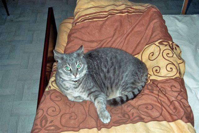 Nina, chat européen super gâtée - Européen