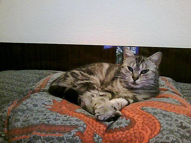 chat européen Myka - Européen