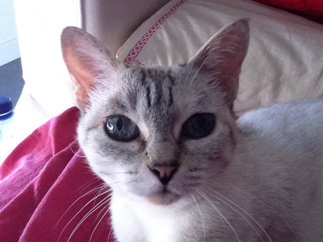 Luna (siamoise/européen tabby) - Européen