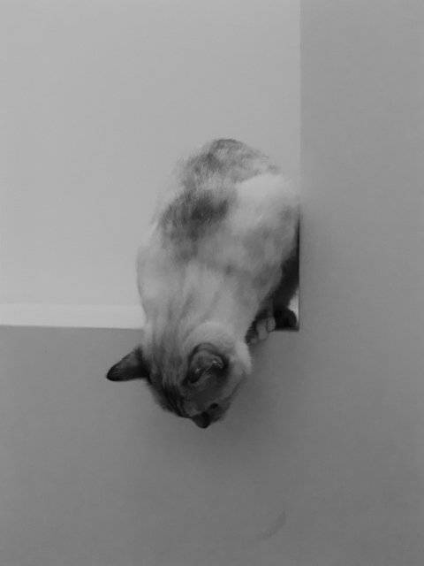 Luna (siamoise/européen tabby) - Européen