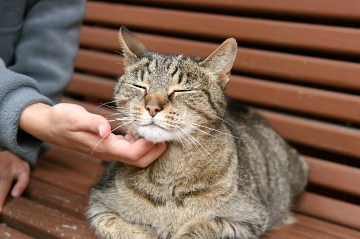 Un enfant caresse un chat Européen assis sur un banc