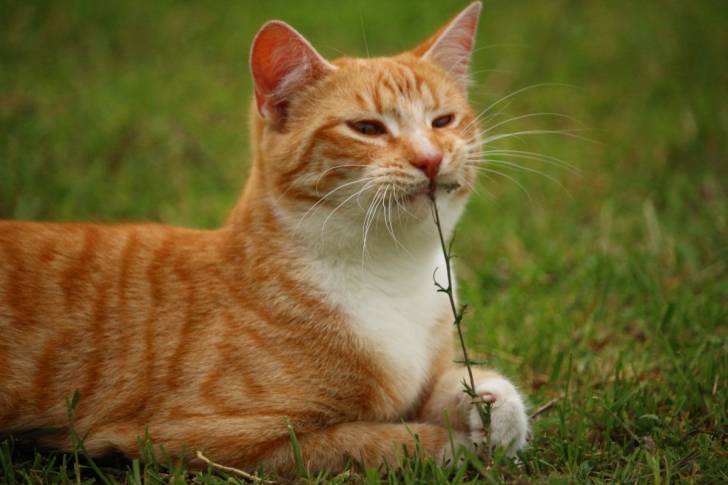 Un chat Européen roux et blanc mâchouille une branche