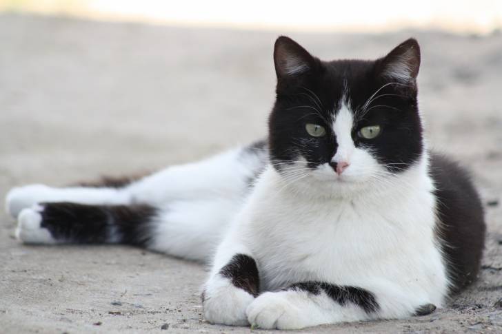 Un chat Européen blanc et noir allongé sur le sol et regardant devant lui