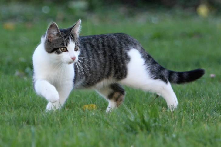 Un chat Européen mackerel tabby et blanc dans un jardin