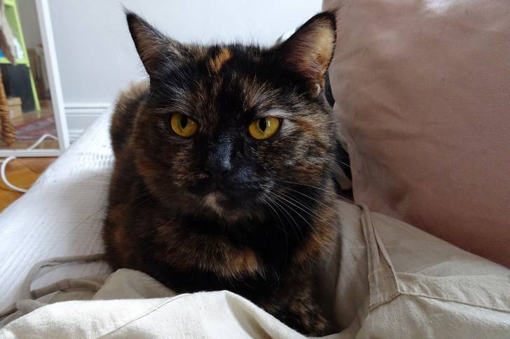 Un chat Européen écaille de tortue