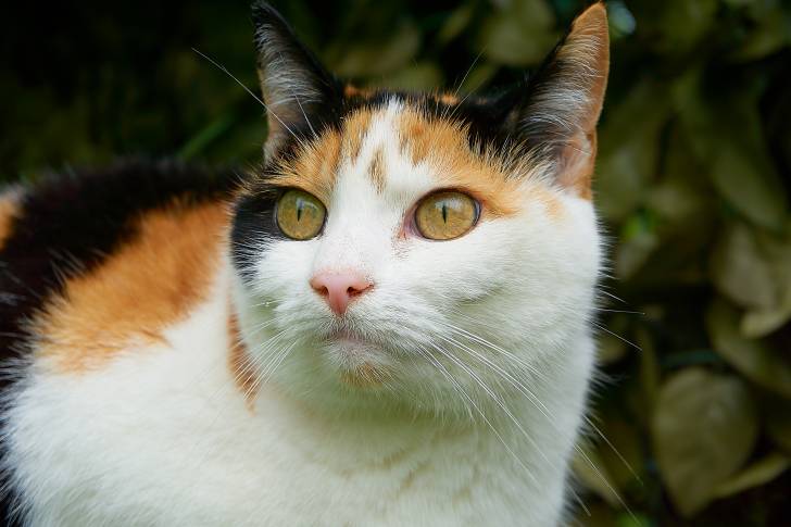Vue de près d'un chat Européen isabelle