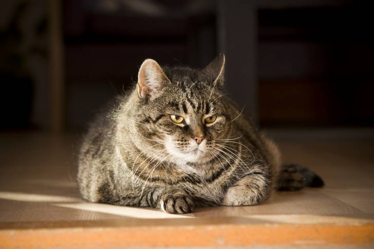 Un gros chat Européen allongé sur le sol
