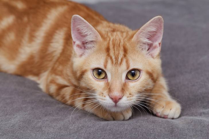 Un chat Européen red tabby