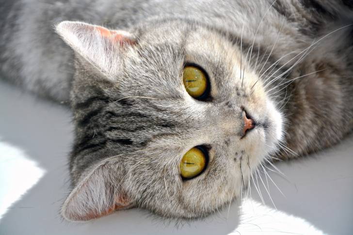 Un chat Européen gris aux yeux jaunes sur un fond blanc